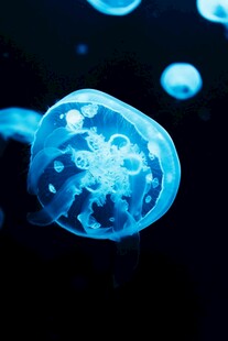 梦幻蓝色水母在水中游动