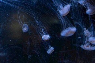 梦幻水母在水中轻盈飘动
