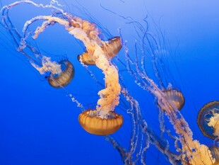 梦幻水母在蓝色海洋舞动