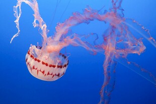 梦幻水母在蓝色海洋中游动