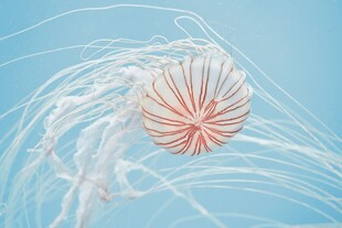 梦幻水母在蓝色中飘逸