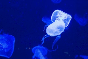 梦幻水母在蓝色海洋中游动
