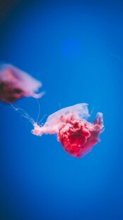 梦幻游动的红色水母