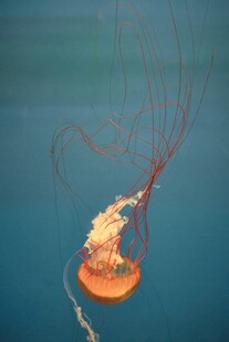 水中飘逸的橙色水母