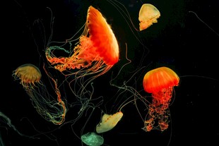 梦幻水母在水中飘逸游动