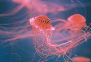 梦幻水母在水中飘逸游动