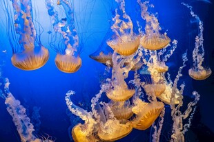 梦幻水母在水中优雅舞动