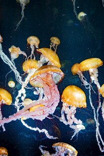 梦幻水母在深海中游动