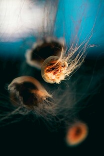 微观下的绒毛种子特写