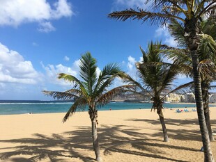 热带沙滩上的棕榈树美景