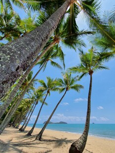 热带海滩椰林美景