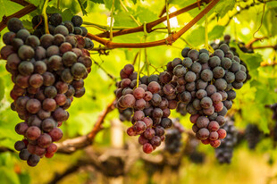 饱满紫葡萄挂于翠绿藤上