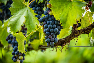 葡萄藤上的饱满紫葡萄