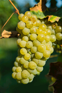 一串饱满的绿色葡萄