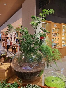 玻璃容器中的绿植景观