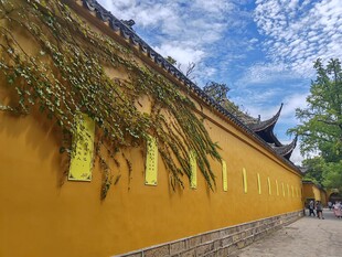 古寺黄墙覆绿藤