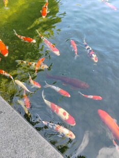 池塘中游动的多彩锦鲤