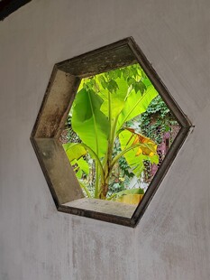 六边形框中的绿植景观