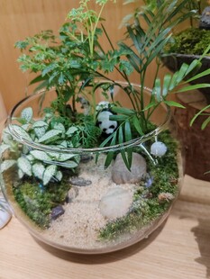 玻璃容器中的迷你植物景观