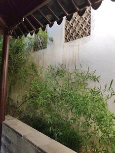 中式庭院一角绿植景致