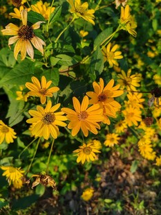 金黄灿烂的黑心菊绽放