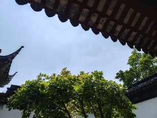 中式屋檐下的葱郁绿树