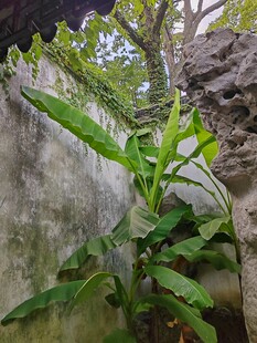 墙边绿植与古老石像相伴