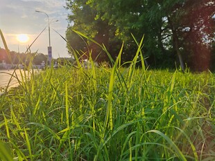 夕阳下的翠绿草地