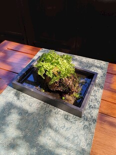 精致苔藓盆栽景观