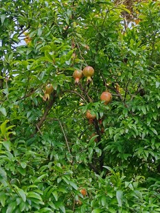 硕果累累的繁茂石榴