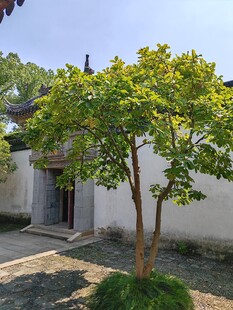 庭院中的葱郁小树