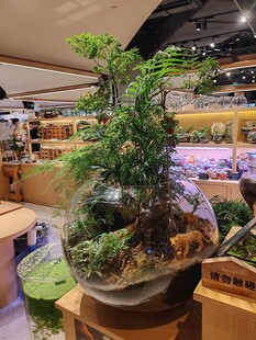 店内精致创意绿植景观