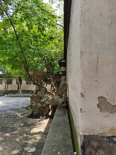 老旧墙边绿意盎然的景象