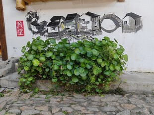 墙边绿植与艺术墙绘