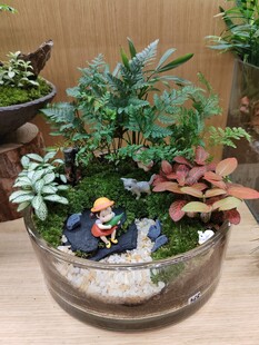 玻璃容器中的迷你植物景观 小梅