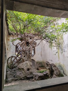 中式庭院假山绿植景致  藤蔓