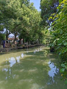 江南水乡小河畔绿意盎然