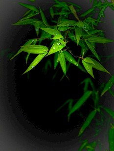 窗中翠竹