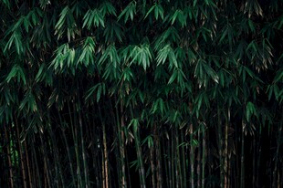 茂密翠绿的竹林景观