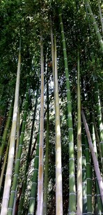 茂密竹林仰视景观