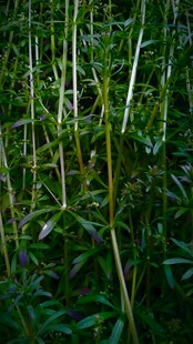 翠绿竹林生机勃勃景象