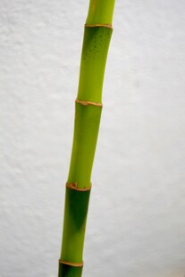 翠绿挺拔的单支竹子