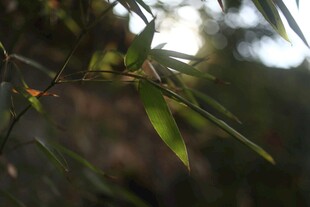 翠绿竹叶特写
