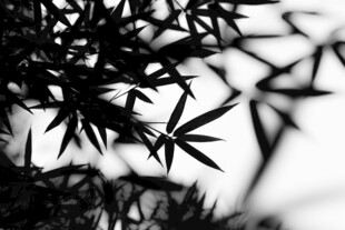 竹叶剪影 尽显自然韵味