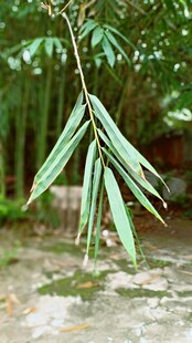 细长叶片的翠绿植物