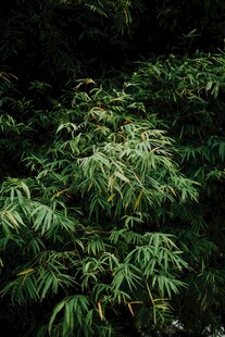 茂密翠绿的竹林景观