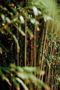 翠绿竹林景致
