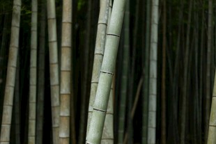 挺拔竹林景象