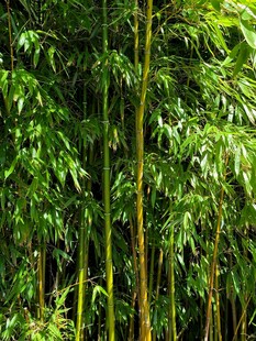 翠绿竹林生机勃勃景象