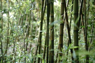茂密丛林中的绿色植物景观